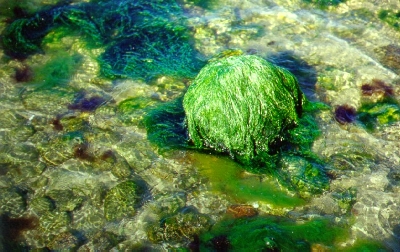 Algen-400px.jpg